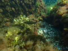 Tautogolabrus adspersus
