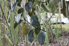 Passiflora ambigua