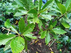 Saurauia scabrida