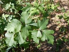 Toxicodendron radicans negundo