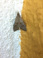 Mecyna asinalis