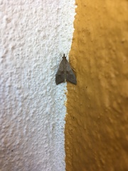 Mecyna asinalis