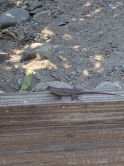 Sceloporus occidentalis
