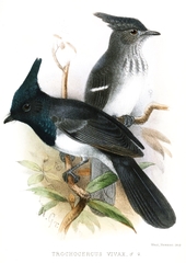 Blue-Mantled Crested Flycatcher photo 4