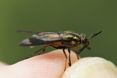 Chrysops aberrans