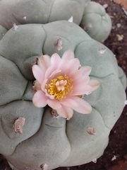 Lophophora