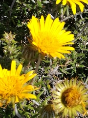 Berkheya angustifolia