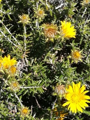 Berkheya angustifolia