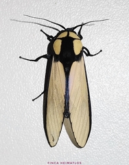 Machaeraptenus ventralis