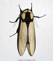 Machaeraptenus ventralis