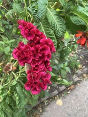 Celosia