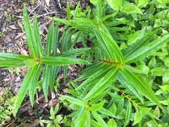 Veronica flavida