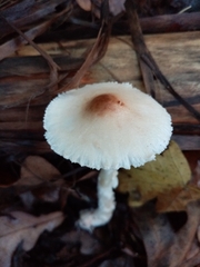 Lepiota ignivolvata