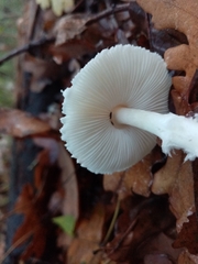 Lepiota ignivolvata