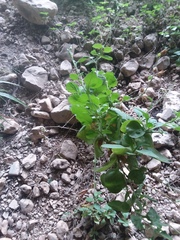 Nicotiana repanda
