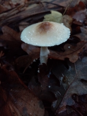Lepiota ignivolvata