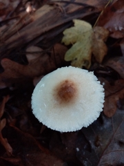 Lepiota ignivolvata