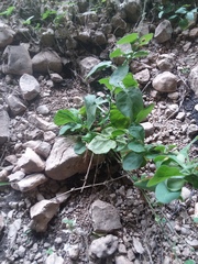Nicotiana repanda