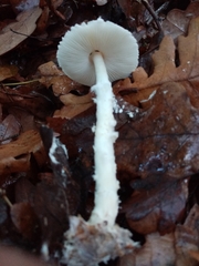 Lepiota ignivolvata