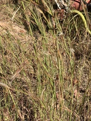 Andropogon virginicus virginicus