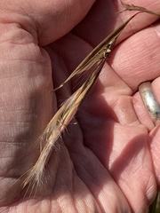 Andropogon virginicus virginicus