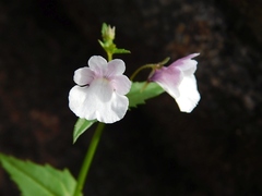 Nemesia diffusa