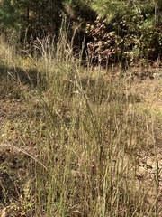 Andropogon virginicus virginicus