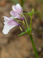 Nemesia diffusa