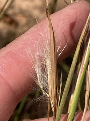 Andropogon virginicus virginicus