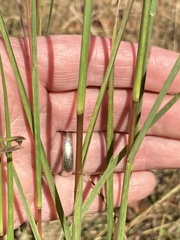 Andropogon virginicus virginicus