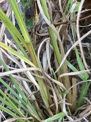 Andropogon virginicus virginicus