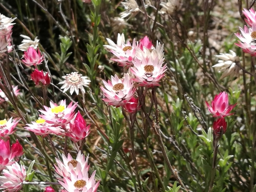Image of Achyranthemum affine by (c) chrishorak, some rights reserved (CC BY)