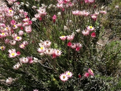 Achyranthemum affine