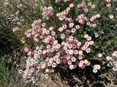 Achyranthemum affine