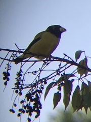 Coccothraustes abeillei