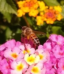 Apis mellifera