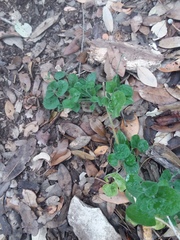 Carlowrightia torreyana