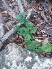 Carlowrightia torreyana