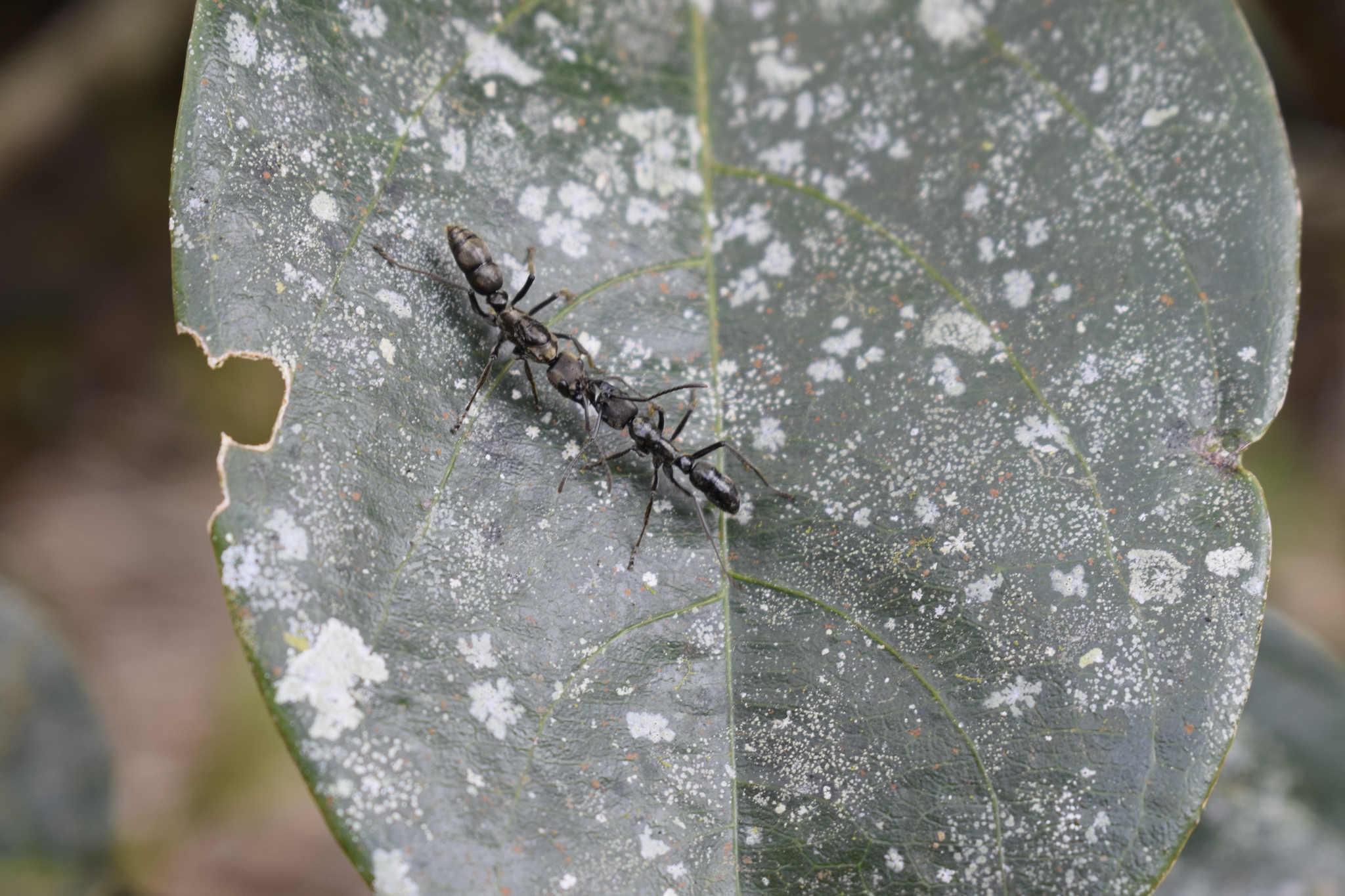 Neoponera foetida