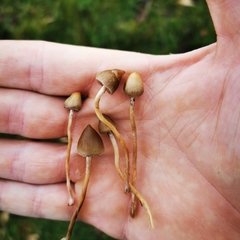 Psilocybe semilanceata