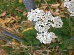 Achillea millefolium