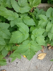 Aegopodium podagraria