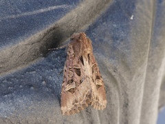 Trigonophora jodea