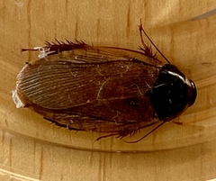 Pycnoscelus surinamensis