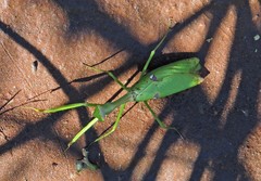 Stagmatoptera praecaria