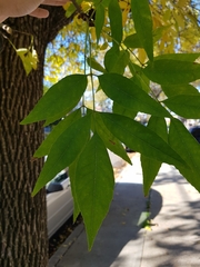 Fraxinus pennsylvanica