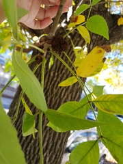 Fraxinus pennsylvanica