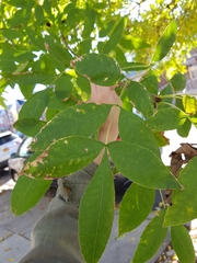Fraxinus pennsylvanica
