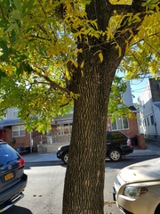 Fraxinus pennsylvanica