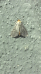 Biturix venosata
